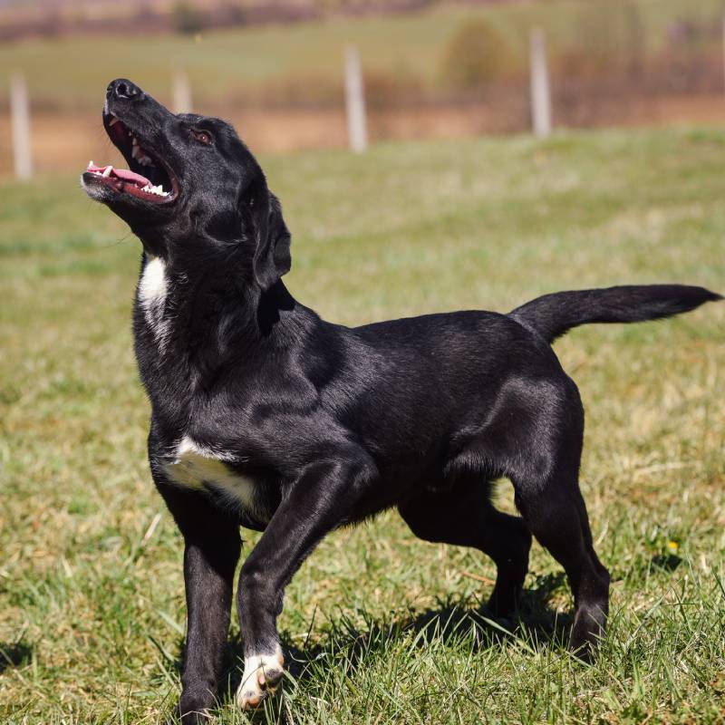 Dani otvorenih vrata: Posjetite azil, izaberite kućnog ljubimca