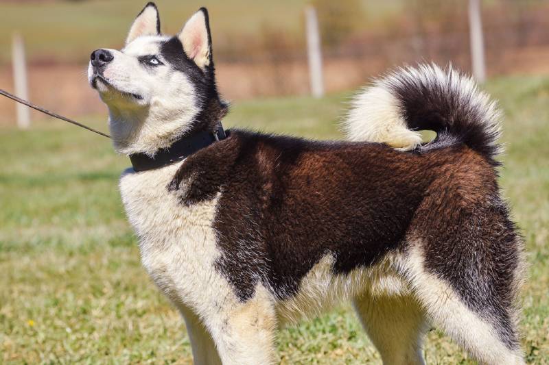 Dani otvorenih vrata: Posjetite azil, izaberite kućnog ljubimca