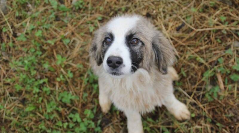 Banjaluka dobija tri nova parka za pse