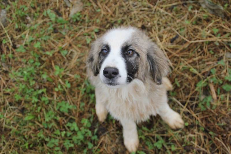 Banjaluka dobija tri nova parka za pse