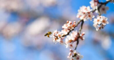 U funkciji polenski semafor na sajtu Grada