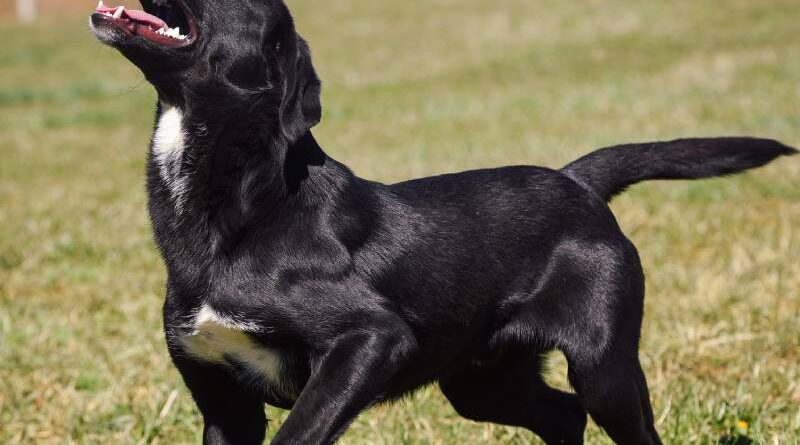 Dani otvorenih vrata: Posjetite azil, izaberite kućnog ljubimca