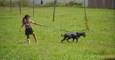 Sa dolaskom ljepšeg vremena: Posjetite azil i pružite dom nekom od predivnih pasa