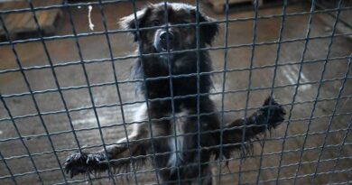 Humanitarni bazar za pse iz azila na Manjači u Domu omladine