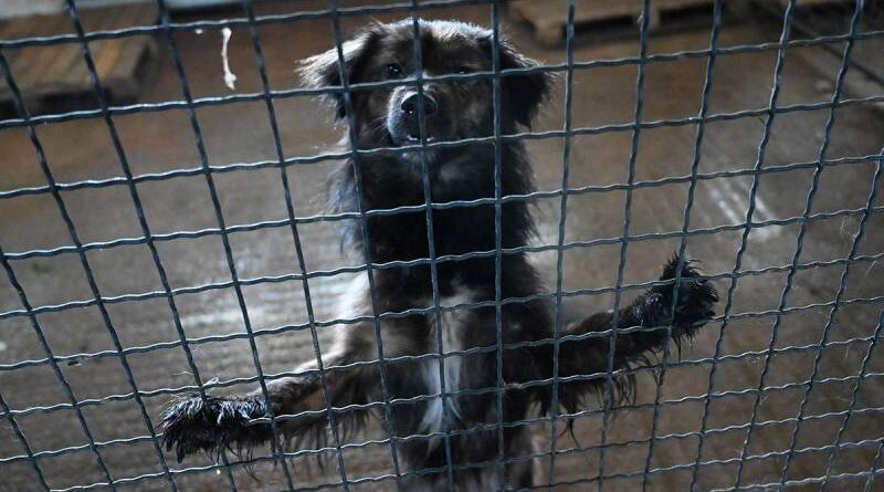 Humanitarni bazar za pse iz azila na Manjači u Domu omladine