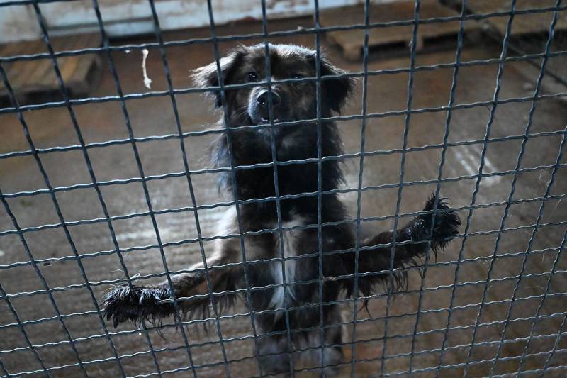 Humanitarni bazar za pse iz azila na Manjači u Domu omladine