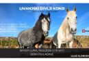 Banjaluko, dođi na film o livanjskim divljim konjima